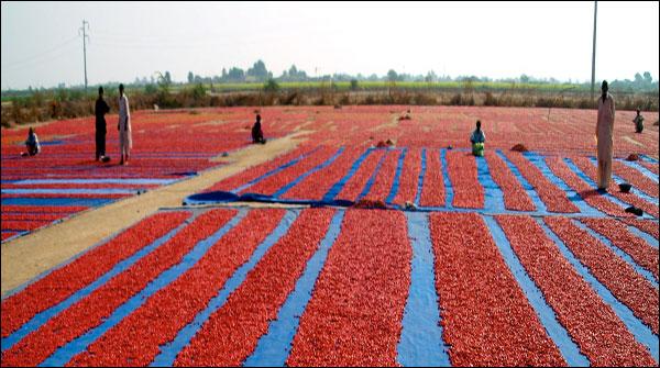 The electronic trading has started in Marchent oil exchange of red pepper