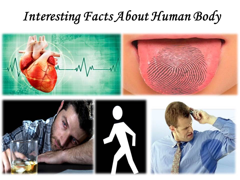 Interesting Facts About Human Body