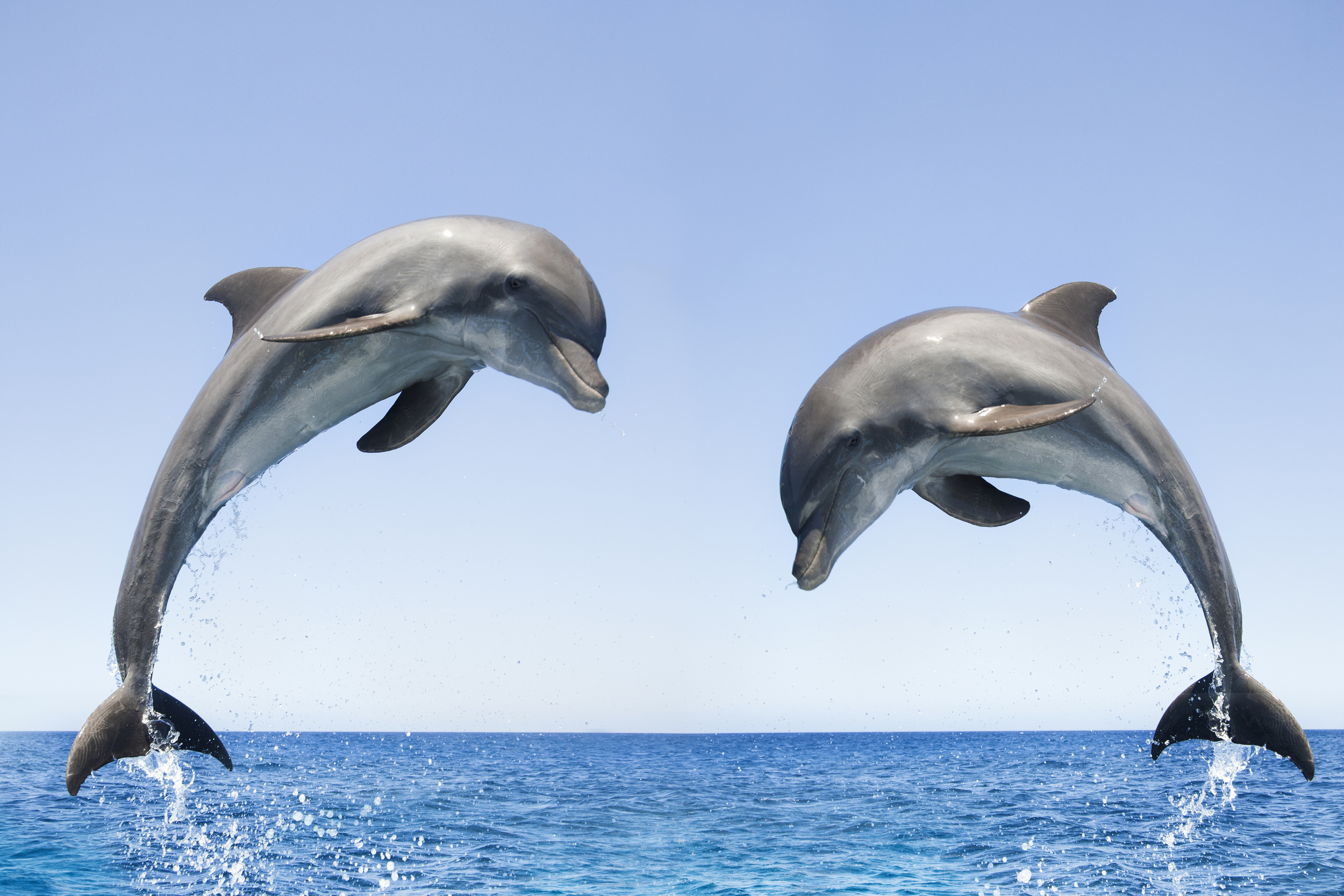 Dolphins communicate like humans see how